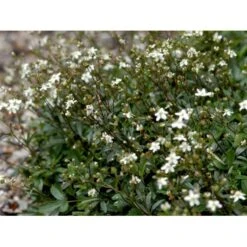 Potentilla 'Nuuk' Potentilla Tridentata 'Nuuk' 10 Cm. Potte -Osmo Salgsbutik mi3690 potentilla tridentata nuuk 4853