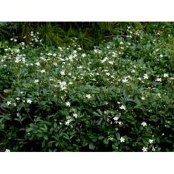 Potentilla 'Nuuk' Potentilla Tridentata 'Nuuk' 10 Cm. Potte -Osmo Salgsbutik mi3690 potentilla tridentata nuuk eb54