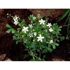 Potentilla 'Nuuk' Potentilla Tridentata 'Nuuk' 10 Cm. Potte -Osmo Salgsbutik mi3690 potentilla tridentata nuuk efed