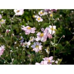 Høstanemone 'Königin Charlotte' Anemone Japonica 'Königin Charlotte' 1 Liter Potte -Osmo Salgsbutik mi3694 anemone x hybrida koenigin charlotte 6e1b