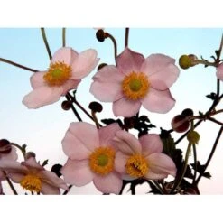 Høstanemone 'Königin Charlotte' Anemone Japonica 'Königin Charlotte' 1 Liter Potte -Osmo Salgsbutik mi3694 anemone x hybrida koenigin charlotte 7d3a