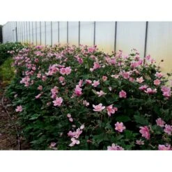 Høstanemone 'Königin Charlotte' Anemone Japonica 'Königin Charlotte' 1 Liter Potte -Osmo Salgsbutik mi3694 anemone x hybrida koenigin charlotte 86c9