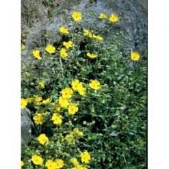 Soløje 'Golden Queen' Helianthemum Hybrid 'Golden Queen' 10 Cm. Potte -Osmo Salgsbutik mi3698 helianthemum golden queen cf5b