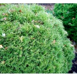 Thuja 'Tiny Tim' Thuja Occidentalis 'Tiny Tim' (dværgform) Potte 3,0 Liter,- 25-30 Cm. -Osmo Salgsbutik mi3751 thuja occidentalis tiny tim 7dee