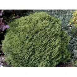 Thuja 'Tiny Tim' Thuja Occidentalis 'Tiny Tim' (dværgform) Potte 3,0 Liter,- 25-30 Cm. -Osmo Salgsbutik mi3751 thuja occidentalis tiny tim bc8b