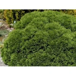 Thuja 'Tiny Tim' Thuja Occidentalis 'Tiny Tim' (dværgform) Potte 3,0 Liter,- 25-30 Cm. -Osmo Salgsbutik mi3751 thuja occidentalis tiny tim cc23