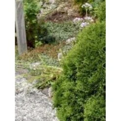 Thuja 'Little Giant' Thuja Occidentalis 'Little Giant'(dværgform) Potte 3,0 Liter,- 25-30 Cm. -Osmo Salgsbutik mi3752 thuja occidentalis little giant 559e