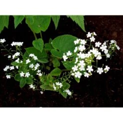 Kærmindesøster 'Betty Bowring' Brunnera Macrophylla 'Betty Bowring' 1 Liter Potte -Osmo Salgsbutik mi375 brunnera macrophylla betty bowring 1b51