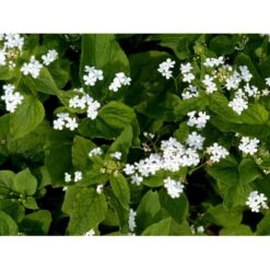 Kærmindesøster 'Betty Bowring' Brunnera Macrophylla 'Betty Bowring' 1 Liter Potte -Osmo Salgsbutik mi375 brunnera macrophylla betty bowring a666