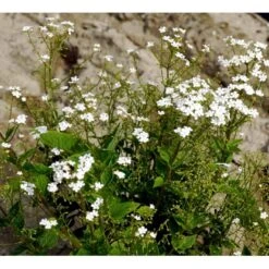Kærmindesøster 'Betty Bowring' Brunnera Macrophylla 'Betty Bowring' 1 Liter Potte