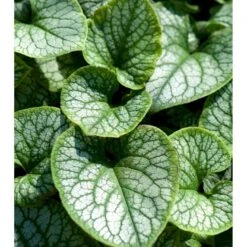 Kærmindesøster 'Jack Frost' Brunnera Macrophylla 'Jack Frost' 1 Liter Potte -Osmo Salgsbutik mi376 brunnera macrophylla jack frost 38e5