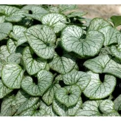 Kærmindesøster 'Jack Frost' Brunnera Macrophylla 'Jack Frost' 1 Liter Potte -Osmo Salgsbutik mi376 brunnera macrophylla jack frost a359