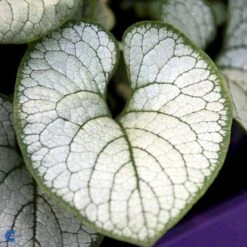 Kærmindesøster 'Jack Of Diamonds' Brunnera Macrophylla 'Jack Of Diamonds' 1 Liter Potte