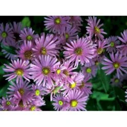 Amellusasters 'Lady Hindlip' Aster Amellus 'Lady Hindlip' 1 Liter Potte -Osmo Salgsbutik mi3780 aster amellus lady hindlip 1e3d