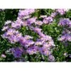 Amellusasters 'Lady Hindlip' Aster Amellus 'Lady Hindlip' 1 Liter Potte 1 Amellusasters 'Lady Hindlip' Aster Amellus 'Lady Hindlip' 1 Liter Potte -Osmo Salgsbutik mi3780 aster amellus lady hindlip 2e05