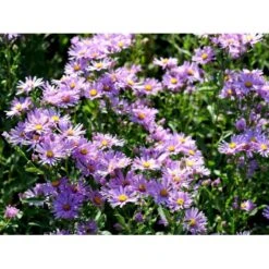 Amellusasters 'Lady Hindlip' Aster Amellus 'Lady Hindlip' 1 Liter Potte
