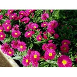 Pudeasters 'Starlight' Aster Dumosus 'Starlight' 1 Liter Potte -Osmo Salgsbutik mi3781 aster starlight 08d2