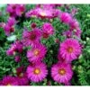 Pudeasters 'Starlight' Aster Dumosus 'Starlight' 1 Liter Potte 2 Pudeasters 'Starlight' Aster Dumosus 'Starlight' 1 Liter Potte -Osmo Salgsbutik mi3781 aster starlight ad79