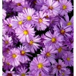 Asters 'Jungfrau' Aster Frikartii 'Jungfrau' 1 Liter Potte -Osmo Salgsbutik mi3782 aster frikartii jungfrau 99a1