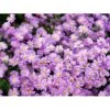 Asters 'Jungfrau' Aster Frikartii 'Jungfrau' 1 Liter Potte -Osmo Salgsbutik mi3782 aster frikartii jungfrau 9b5e