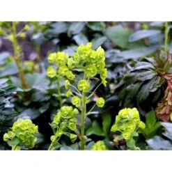 Vortemælk Euphorbia Robbiae 1 Liter Potte -Osmo Salgsbutik mi3800 euphorbia robbiae 1004