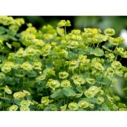 Vortemælk Euphorbia Robbiae 1 Liter Potte -Osmo Salgsbutik mi3800 euphorbia robbiae 40f0