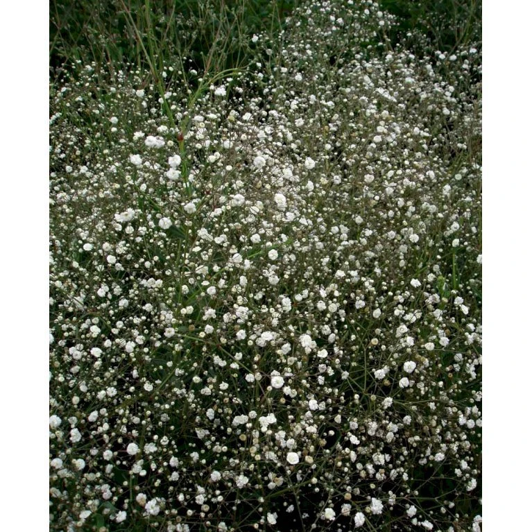 Brudeslør 'Bristol Fairy' Gypsophila Paniculata 'Bristol Fairy' 2 Liter Potte 5 Brudeslør 'Bristol Fairy' Gypsophila Paniculata 'Bristol Fairy' 2 Liter Potte - Billede 3