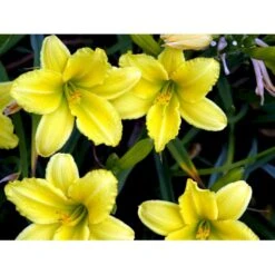 Daglilje 'Green Flutter' Hemerocallis 'Green Flutter' Potte 2 Liter. 7 Daglilje 'Green Flutter' Hemerocallis 'Green Flutter' Potte 2 Liter. -Osmo Salgsbutik mi3809 hemerocallis green flutter 641f