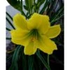 Daglilje 'Green Flutter' Hemerocallis 'Green Flutter' Potte 2 Liter. -Osmo Salgsbutik mi3809 hemerocallis green flutter a0f6