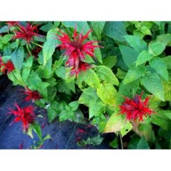 Hestemynte 'Cambridge Scarlet' Monarda Hybrid 'Cambridge Scarlet' 1 Liter Potte -Osmo Salgsbutik mi3820 monarda hybrid cambridge scarlet b005