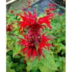 Hestemynte 'Cambridge Scarlet' Monarda Hybrid 'Cambridge Scarlet' 1 Liter Potte -Osmo Salgsbutik mi3820 monarda hybrid cambridge scarlet e71e
