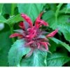 Hestemynte 'Cambridge Scarlet' Monarda Hybrid 'Cambridge Scarlet' 1 Liter Potte -Osmo Salgsbutik mi3820 monarda hybrid cambridge scarlet ed6d