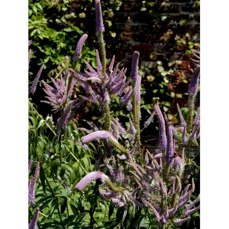 Virginsk Ærenpris 'Fascination' Veronicastrum Virginicum 'Fascination' Potte 2 Liter. 3 Virginsk Ærenpris 'Fascination' Veronicastrum Virginicum 'Fascination' Potte 2 Liter.