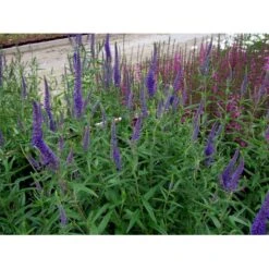 Langbladet Ærenpris 'Blauriesin' Veronica Longifolia 'Blauriesin' 1 Liter Potte -Osmo Salgsbutik mi3833 veronica longifolia blauriesin 7023