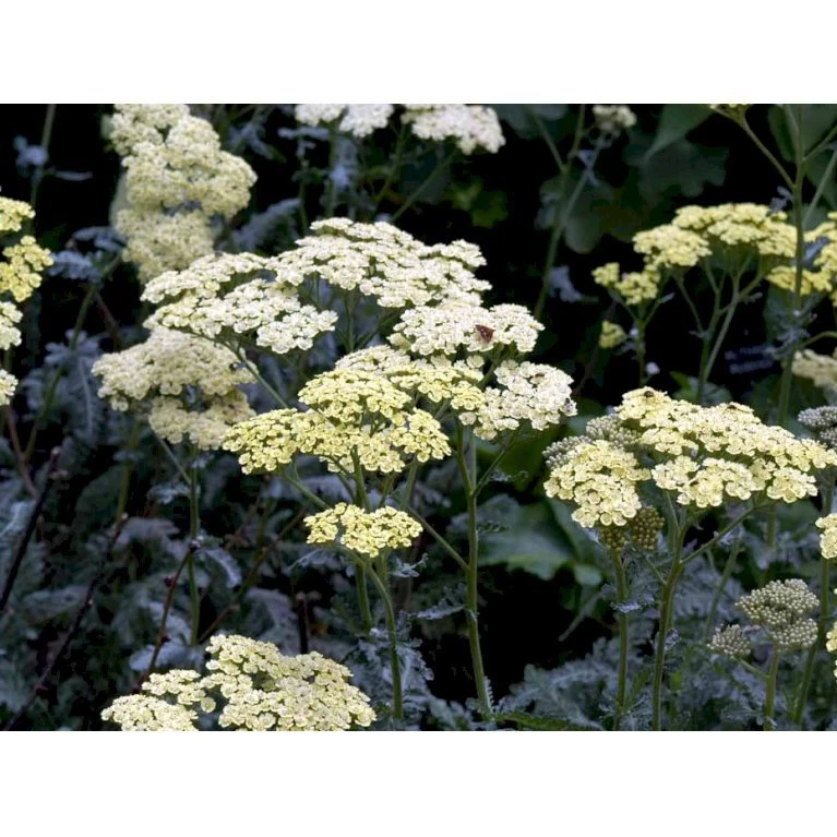 Almindelig Røllike 'Anthea' Achillea Millefolium 'Anthea' 1 Liter Potte 3 Almindelig Røllike 'Anthea' Achillea Millefolium 'Anthea' 1 Liter Potte