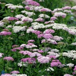 Almindelig Røllike 'Apfelblüte' Achillea Millefolium 'Apfelblüte' Bakke Med 12 Stk. -Osmo Salgsbutik mi3869 achillea millefolium apfelbute 4bfc
