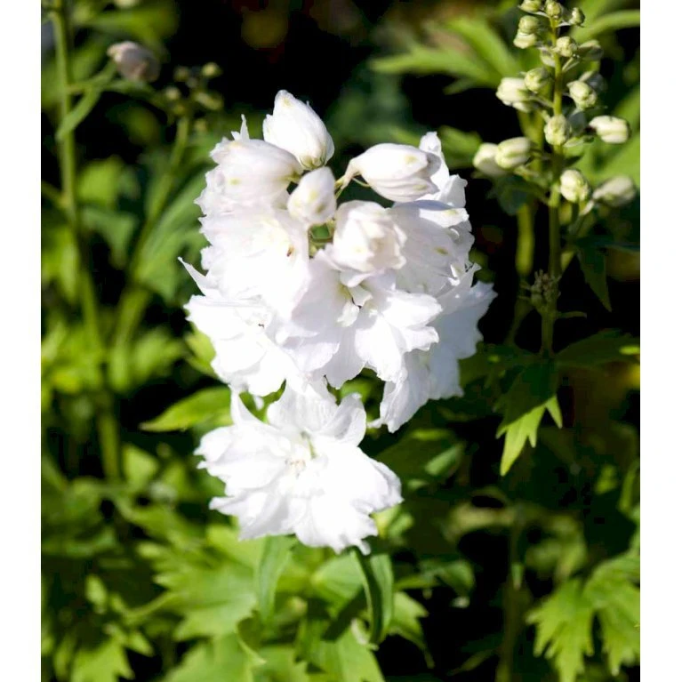 Ridderspore Magic Fountain - Hvid - Delphinium Magic Fountain - Hvid - 1 Liter Potte 3 Ridderspore Magic Fountain - Hvid - Delphinium Magic Fountain - Hvid - 1 Liter Potte