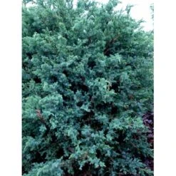 Kinesisk Enebær 'Blue Alps' Juniperus Chinensis 'Blue Alps' Potte 7,5 Liter 40-60 Cm. -Osmo Salgsbutik mi3950 juniperus chinensis blue alps c275