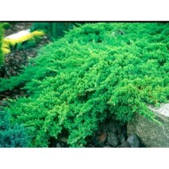 Japansk Enebær 'Nana' Juniperus Procumbens 'Nana' Potte 3,0 Liter,- 25-30 Cm. -Osmo Salgsbutik mi3985 juniperus procumbens nana ce56
