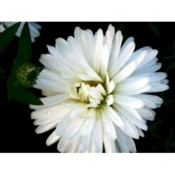 Høstasters 'White Ladies' Aster Novi-belgii 'White Ladies' 1 Liter Potte