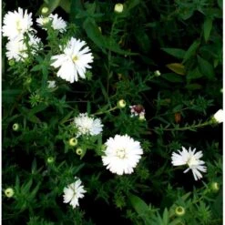 Høstasters 'White Ladies' Aster Novi-belgii 'White Ladies' 1 Liter Potte -Osmo Salgsbutik mi4087 aster novi belgii white ladies a411