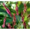 Kertepileurt 'Speciosa' Persicaria Amplexicaulis 'Speciosa' Potte 2 Liter. -Osmo Salgsbutik mi4099 persicaria amplexicaulis speciosa 5139