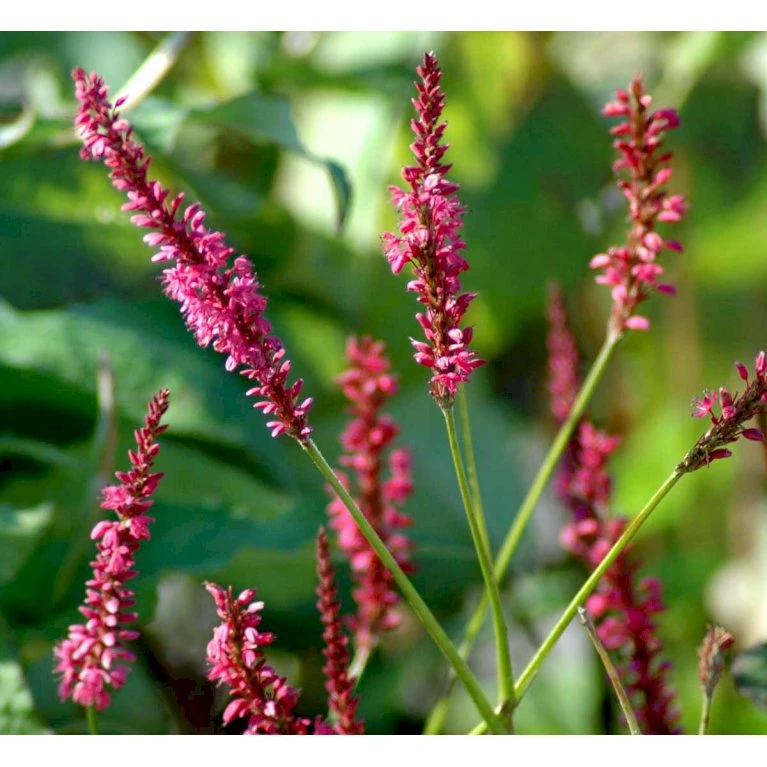 Kertepileurt 'Speciosa' Persicaria Amplexicaulis 'Speciosa' Potte 2 Liter. 3 Kertepileurt 'Speciosa' Persicaria Amplexicaulis 'Speciosa' Potte 2 Liter.