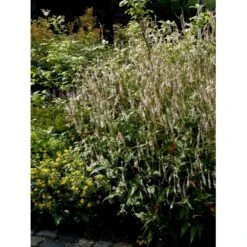 Kertepileurt 'Alba' Persicaria Amplexicaulis 'Alba' Potte 2 Liter. -Osmo Salgsbutik mi4144 persicaria amplexicaulis alba 5997