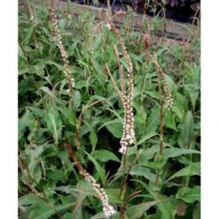 Kertepileurt 'Alba' Persicaria Amplexicaulis 'Alba' Potte 2 Liter. -Osmo Salgsbutik mi4144 persicaria amplexicaulis alba f909