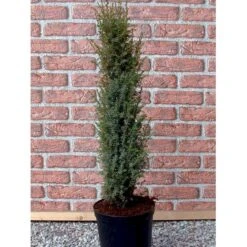 Almindelig Enebær 'Arnold' Juniperus Communis 'Arnold' Potte 2,0 Liter,- 40-60 Cm. -Osmo Salgsbutik mi4158 juniperus communis arnold 9fc0