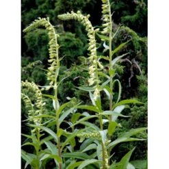 Gul Fingerbøl Digitalis Lutea Bakke Med 12 Stk. -Osmo Salgsbutik mi4168 digitalis lutea abad