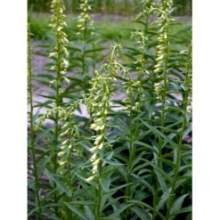 Gul Fingerbøl Digitalis Lutea Bakke Med 12 Stk. -Osmo Salgsbutik mi4168 digitalis lutea eed4