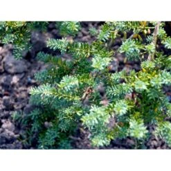 Dværg Stentaks 'Blue Gem' Podocarpus Lawrencii 'Blue Gem' Potte 3,0 Liter,- 20-25 Cm. -Osmo Salgsbutik mi4179 podocarpus lawrencii blue gem 2549