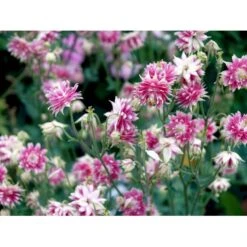 Akeleje 'Nora Barlow' Aquilegia Vulgaris 'Nora Barlow' 1 Liter Potte -Osmo Salgsbutik mi4187 aquilegia vulgaris nora barlow e71b